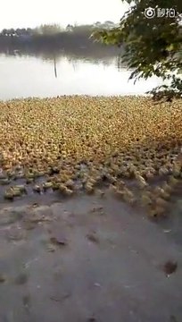 5000 canetons prennent leur premier bain - Impressionnant