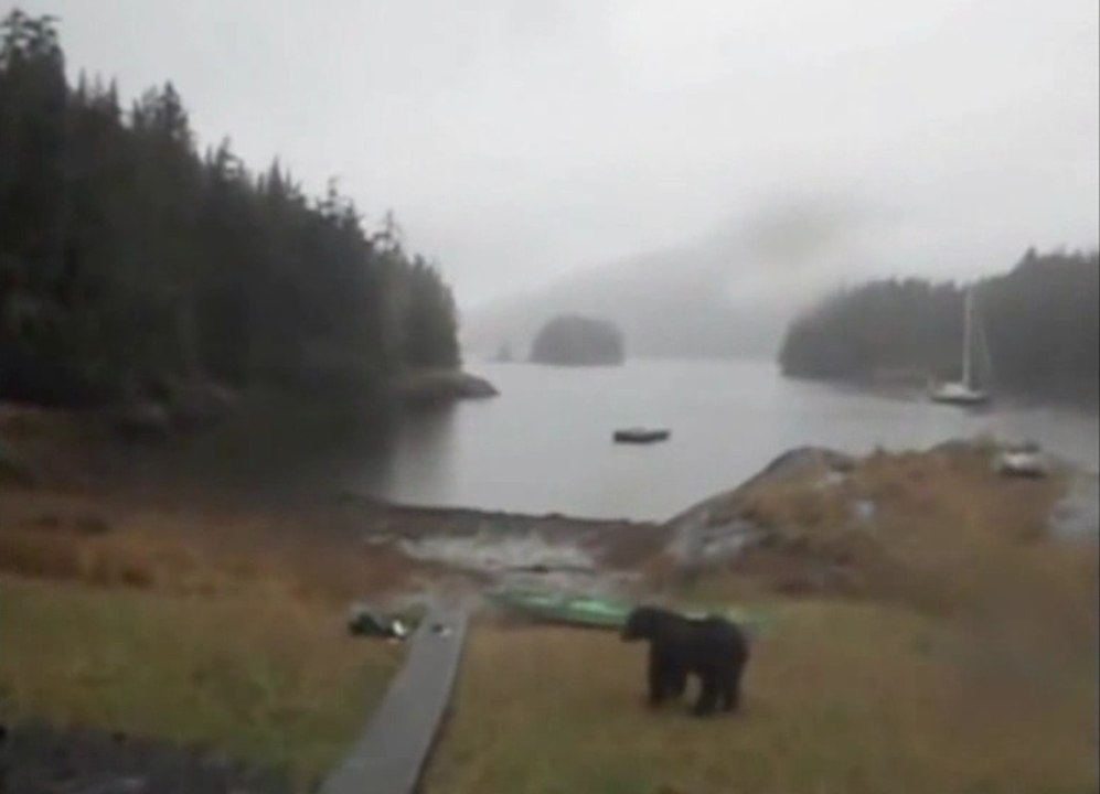El vídeo de un oso atacando un kayak se hace viral