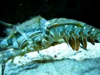 Un homard mue et retire sa carapace - Impressionnant!