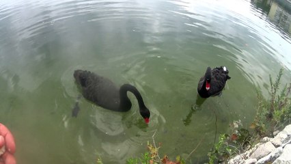 Le lac de Vitrolles et ses cygnes