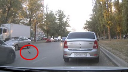 Scumbag Pigeon Causes Three-Car Pileup In Russia