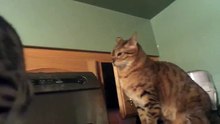 cat attack