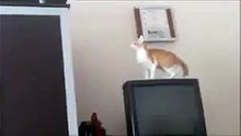 cat jump fail