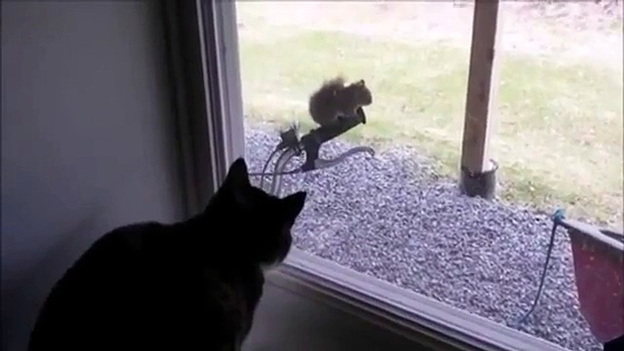 Cat vs Squirrel
