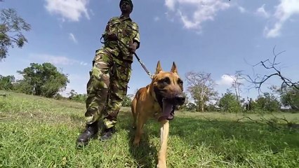 GoodBoyDiego the anti poaching dog: a rhino’s best friend