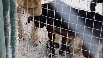dog vs lion کتے نے شیر کو ڈرا کر بھگا دیا