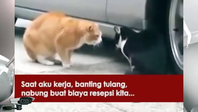 Kreatif,Asli Ngakak,Pertengkaran Kucing Pakai Terjemahan Indonesia