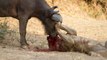 Lion Documentary - LIONS attack Buffaloes - Wild Nat Geo