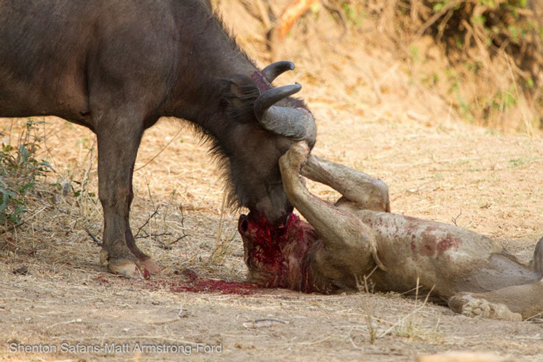 Lion Documentary - LIONS attack Buffaloes - Wild Nat Geo