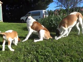 I'Reine du pays du mont blanc