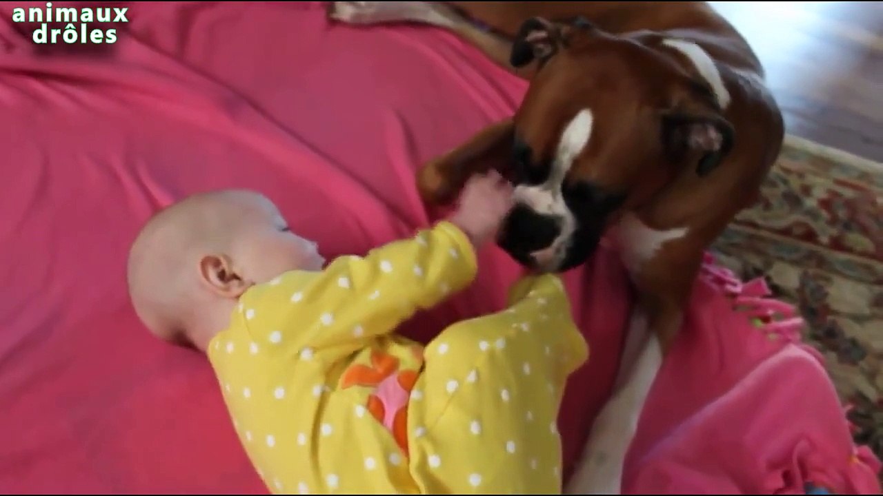 Chiens Bébés rencontre pour La Première Fois Compilation 2014 [NEW HD]