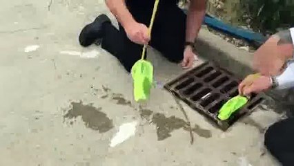 Beautiful Duck Babies Rescued