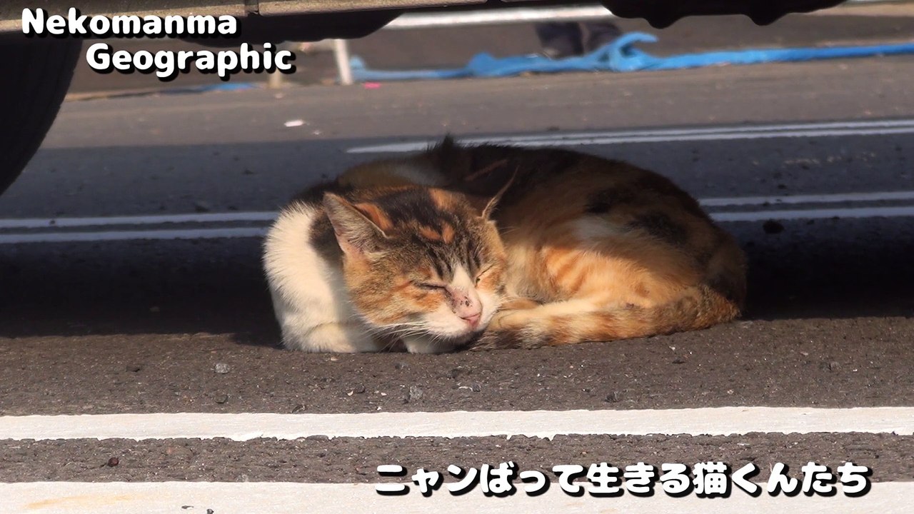ニャンばって生きる猫くんたち 2015 秋