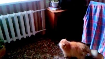 Котэ ненавидит рабочих