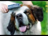 Best Care for Grooming You Pets