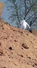 bhot mehnati bnda hy g ye