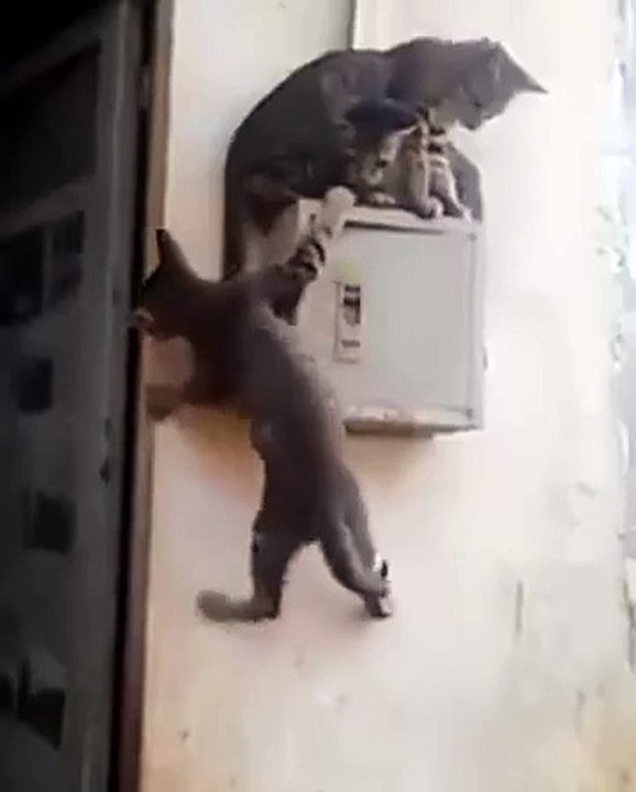 harami billi