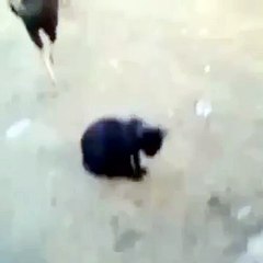 is murgy ny to billi ko b ni chora