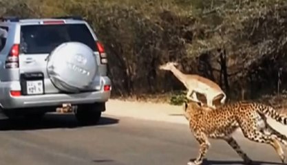 Антилопа влетела в окно машины спасаясь от гепардов / Антилопа запрыгнула в машину к туристам