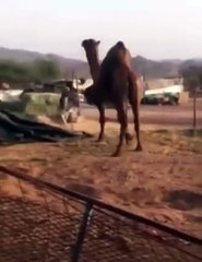 Camel Made Joke With Donkey