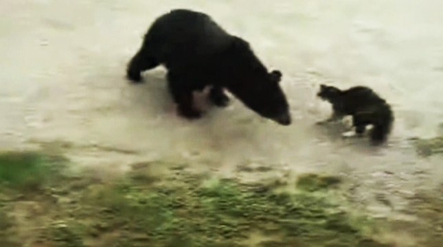 Кот напал на медведя защищая дом. Первая в мире сторожевая кошка / Невероятные кадры