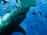 The biggest Great White Shark ever seen!!! in Guadalupe Island Mexico 2015