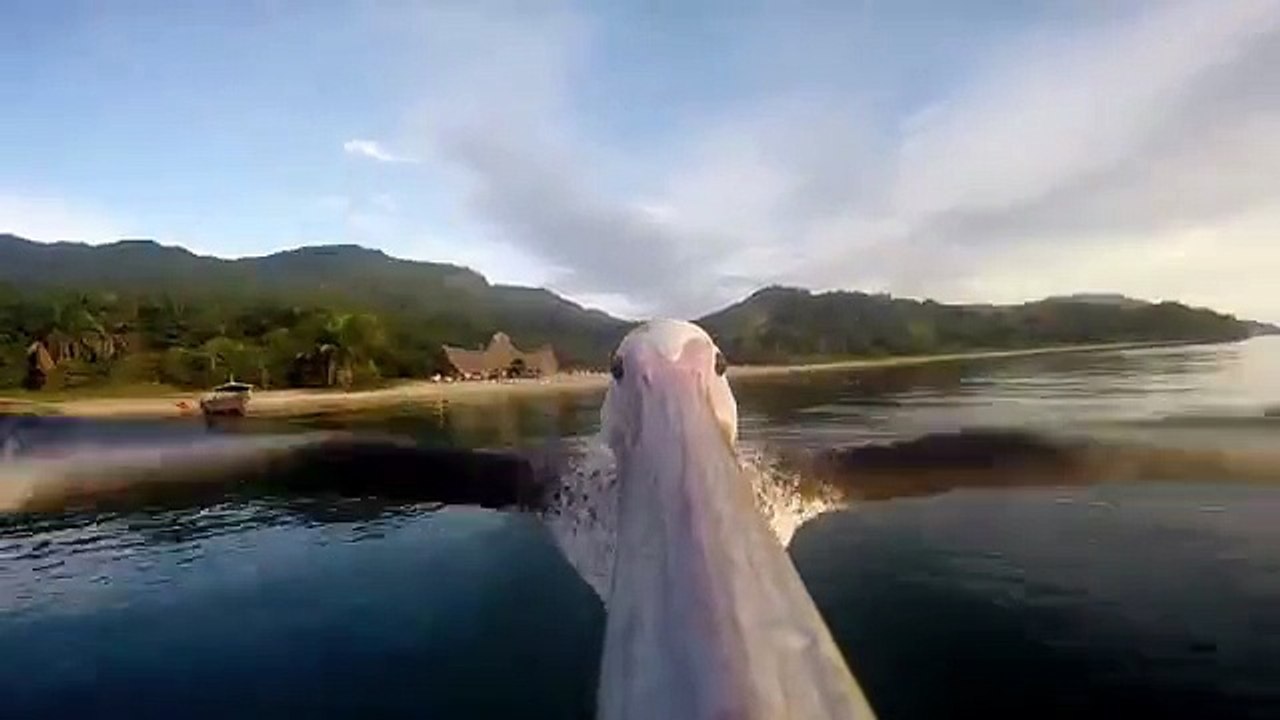 Пеликан Этот удивительный мир GoPro_ Pelican Learns To Fly