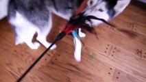 Dog acts like a Cat: Mishka the Talking Husky