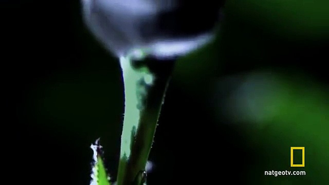 Untamed Americas - Tube-Lipped Nectar Bat