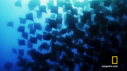Untamed Americas - Gigantic School of Rays