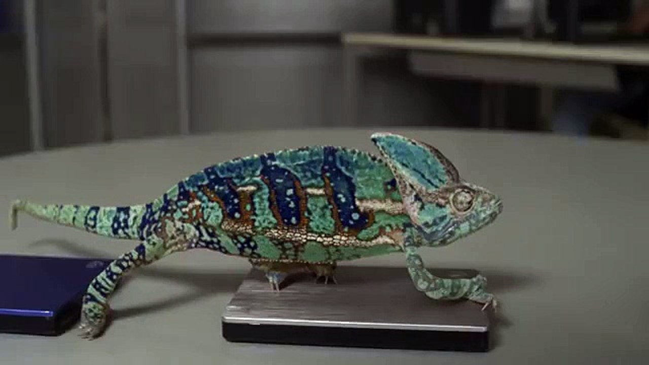 Забавное видео как  хамелеон меняет цвет шагая по телефонам  - видео прикол