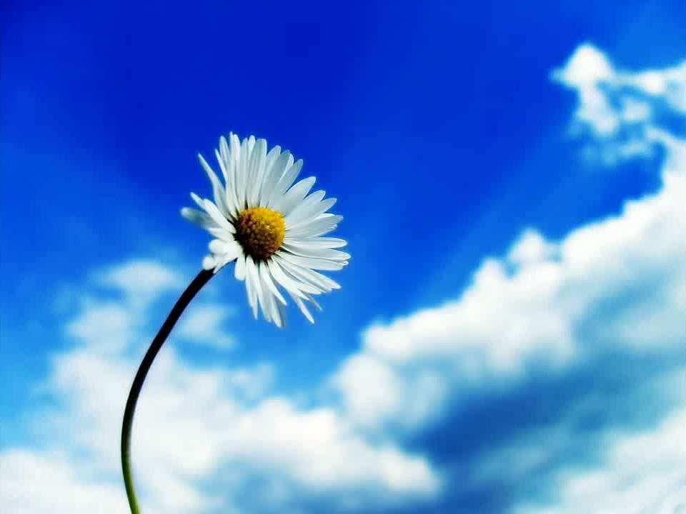 سورة الفاتحه سعد الغامدي