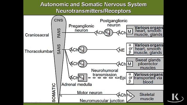 Autonomic Nervous System