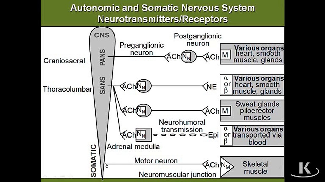 Autonomic Nervous System