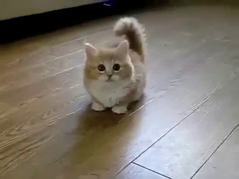 ♥ El Gato Mas Tierno Del Mundo ♥ Los Mejores videos de gatos ★ Humor Gatos Chistosos