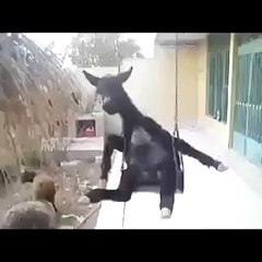 En Komik Videolar Serisi - Funny Videos - Laugh (171)