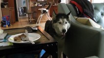 MISHKA WANTS FRENCH TOAST! Husky Dog Talking