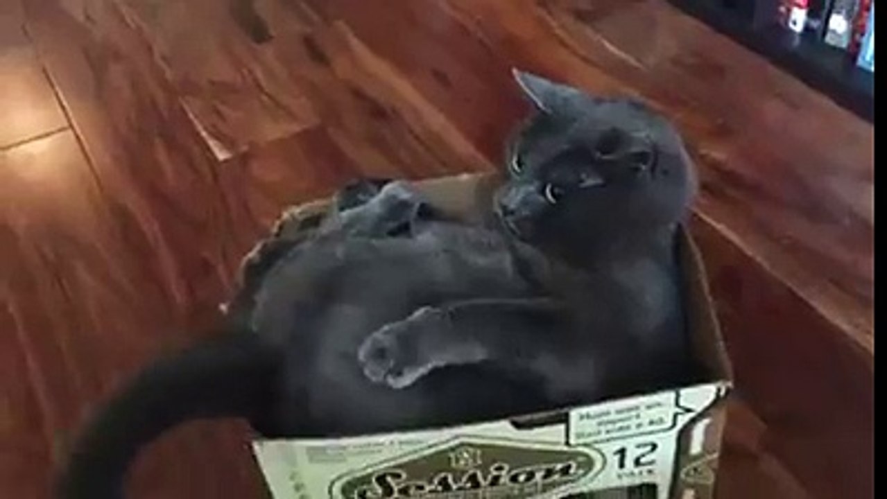Funny-Videos-cat
