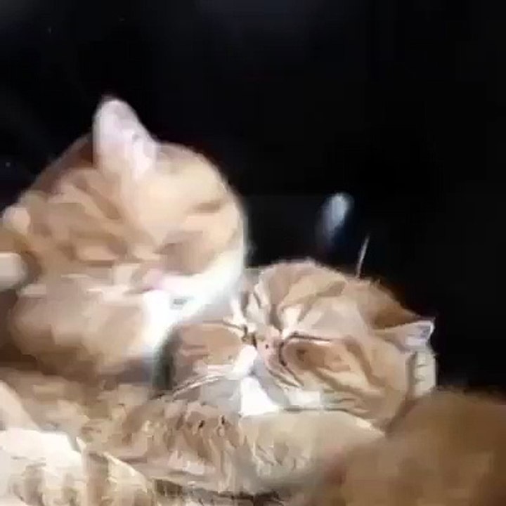 funny cat