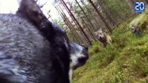Un chien se fait attaquer par un loup- Le rewind du lundi 26 octobre.