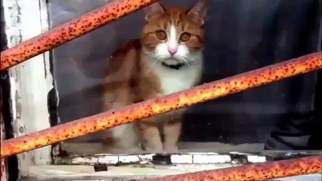 Ev dövüşü - Funny videos - Komik videolar