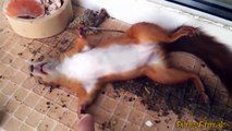 Cute Funny Videos of Sleepy and tired animals - Funny and cute animal compilation