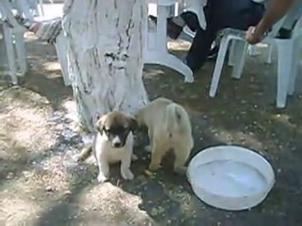 SİVAS KANGAL YAVRULARI