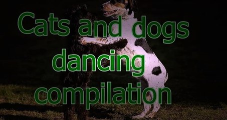 NUEVO! Funny dancing cats and dogs - Cute animal compilation zxvf