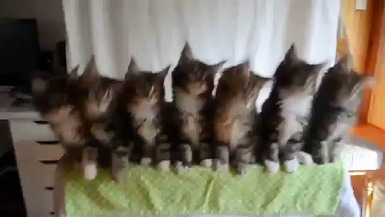 забавные котята