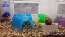 From the life of hamsters (part 2). Funny hamsters