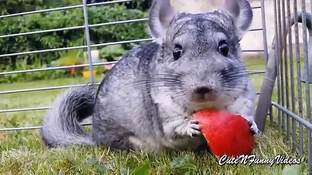From the Life of chinchillas. Funny chinchilla