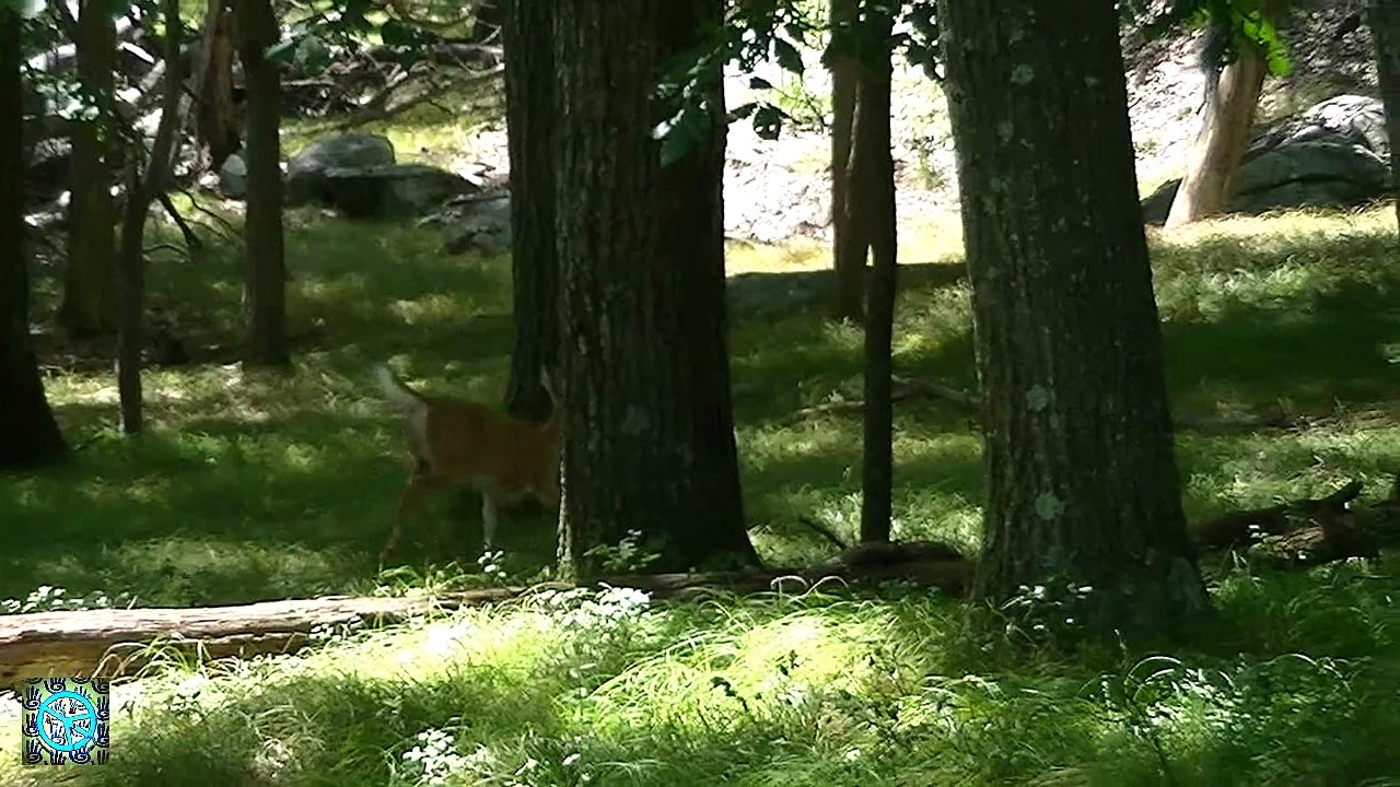 whitetail