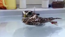 Funny owl flies in the sink. Comedy with owls