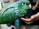 Funny parrots. Selection of ridiculous parrots